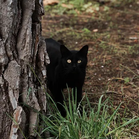Rifugio Etna Soul Pedara